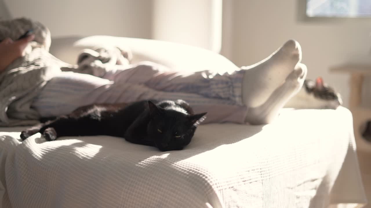 고양이가 집 안에서 소파에 앉아 잠을 자고 있다