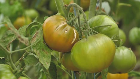 tomates en diferentes colores con diferentes especies-21