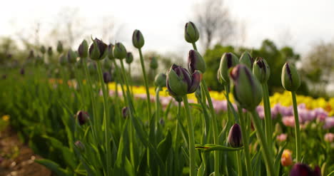 Tulipanes-En-El-Campo-De-Agruiculture-Holanda-10