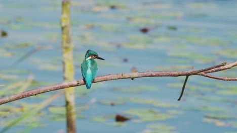 rearview of kingfisher perched on branch over idyllic pond in friesland netherlands with white tuft as it fluffs wings and feathers