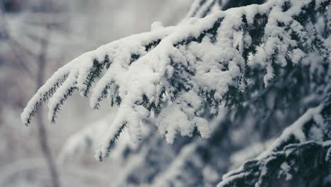 在松树的树枝上的第一片纯白的雪