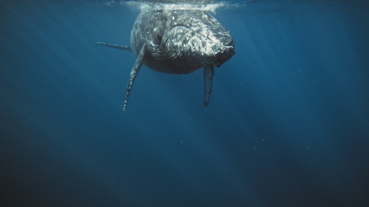 Frontal view of Humpback whale with pectoral fins down at surface with reflection