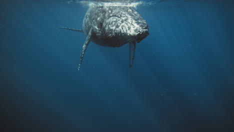 vista frontal de la ballena jorobada con las aletas pectorales hacia abajo en la superficie con reflexión