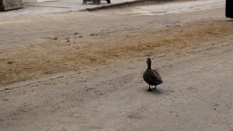 a duck walks alone on a street