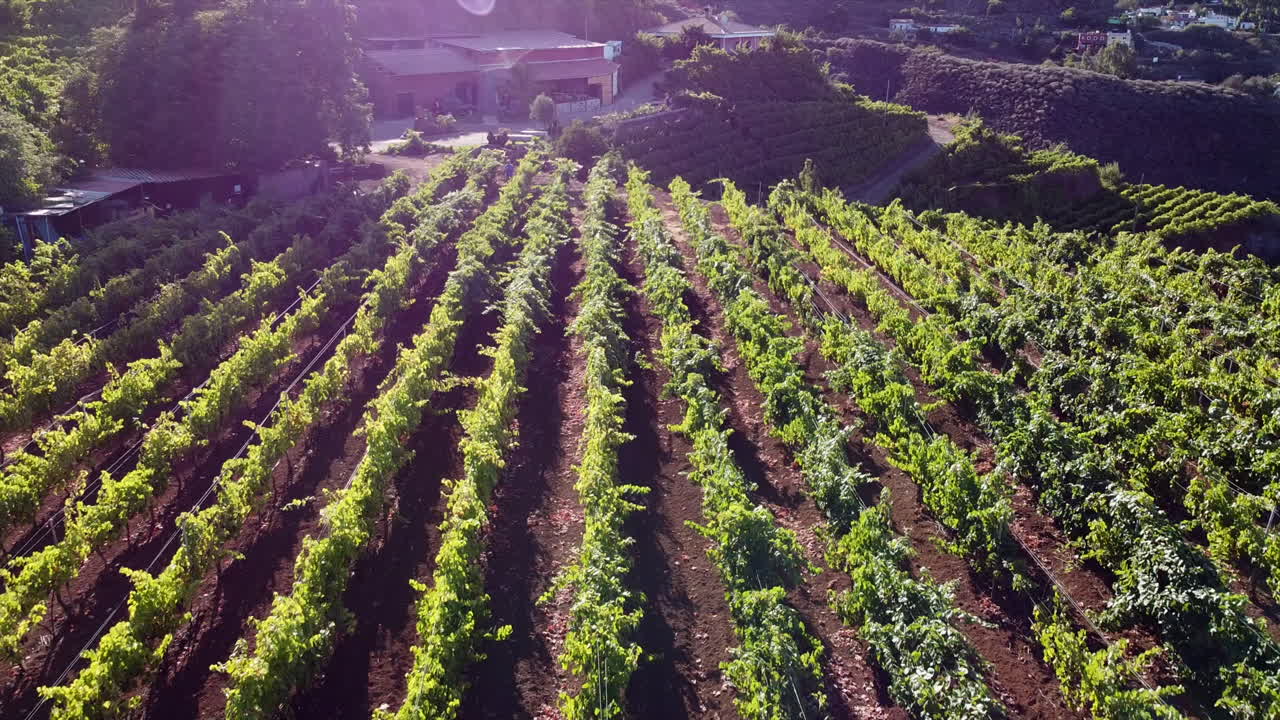 Vineyard fields in Gran Canaria: aerial view traveling in over cultivated fields and the present evening sun