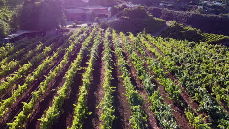 vineyard fields in gran canaria: aerial view traveling in over cultivated fields and the present evening sun