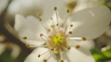 close-up of a delicate white flower