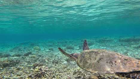 Close-up-of-a-hawksbill-sea-turtle-swimming-gracefully-above-a-bleached-coral-reef