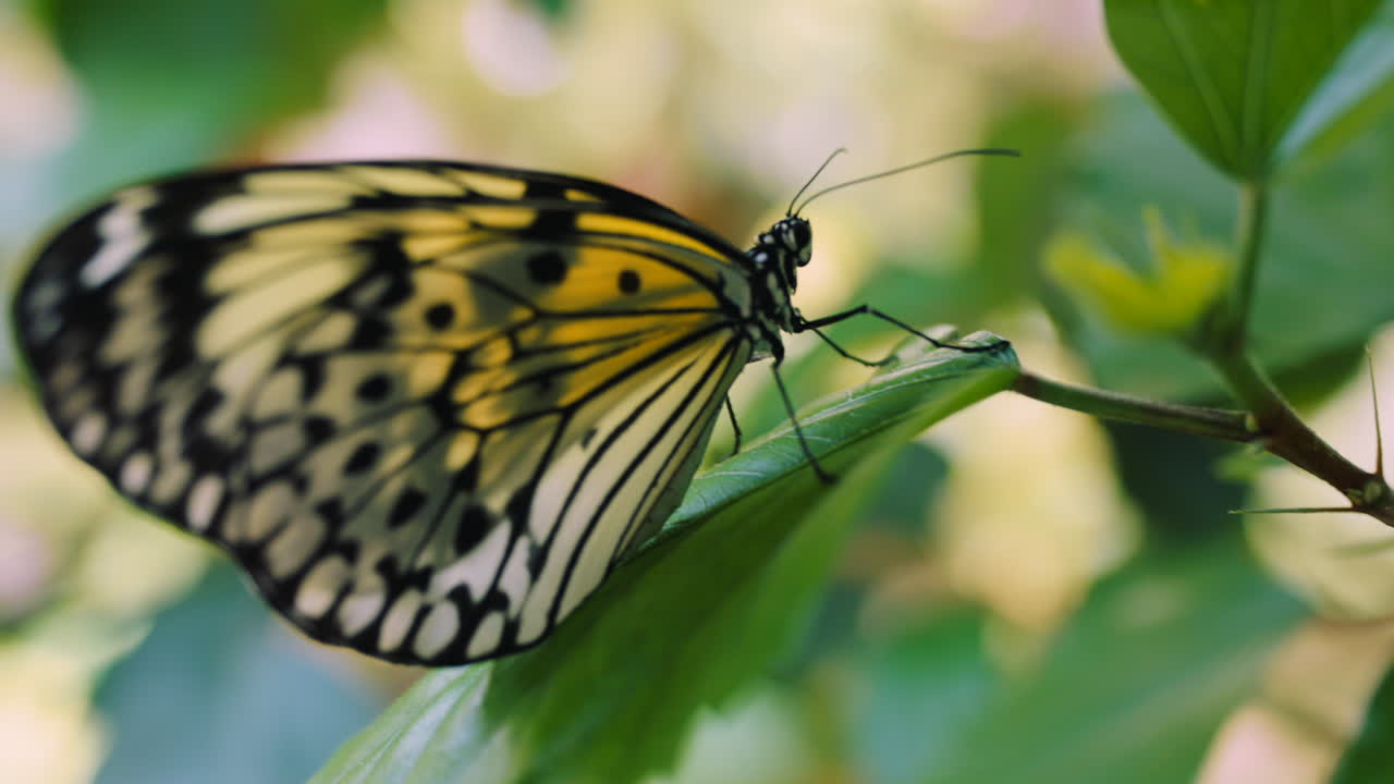 Bellezza, pace e farfalla su una foglia in natura
