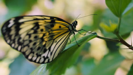 Schönheit,-Frieden-Und-Schmetterling-Auf-Naturblatt