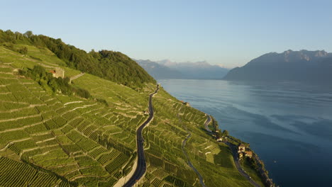 viñedos verdes de lavaux y el lago leman durante la puesta de sol en el cantón de vaud en suiza