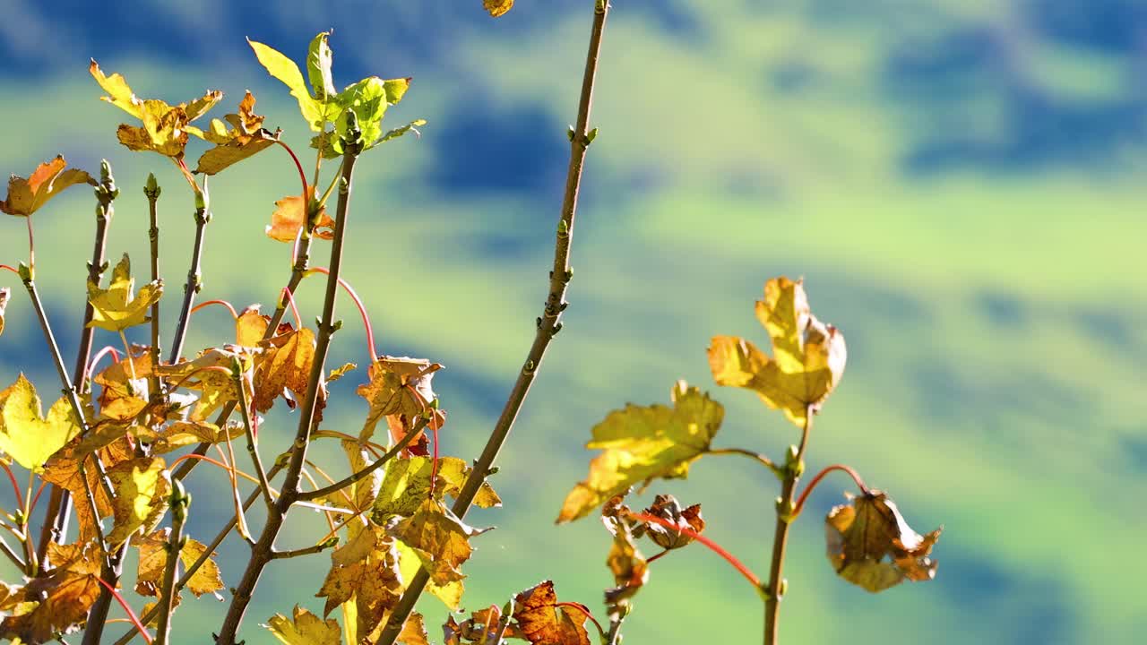 Vibrant golden leaves sway gently against a soft, blurred blue and green background.