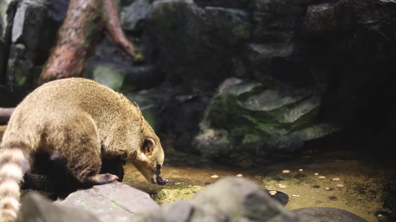 un coati olfata y busca comida entre las rocas.