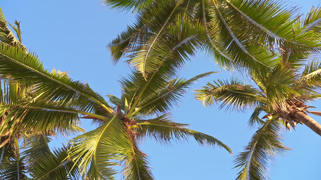 Coconut palm trees and shining sun over bright blue sky slow-motion