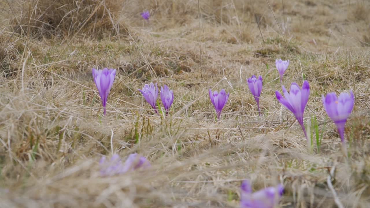 vista de cerca de crocus silvestre con flores púrpuras sacudiendo en la fresca brisa de la montaña