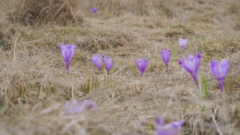 Close-up-view-of-wild-crocus-with-purple-blossoms-shaking-in-cool-mountain-breeze