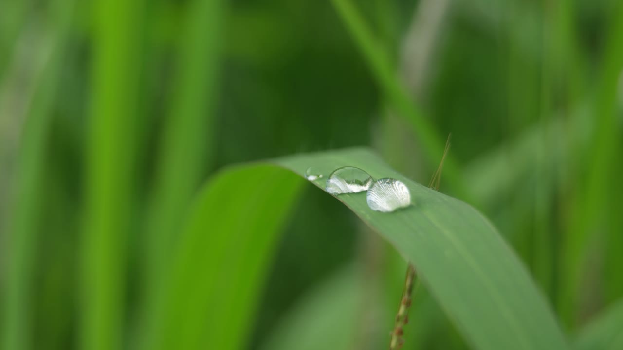 primer plano de gotas de lluvia sobre hojas de hierba daun