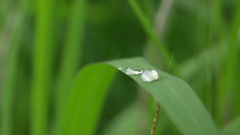 Primer-Plano-De-Gotas-De-Lluvia-Sobre-Hojas-De-Hierba-Daun