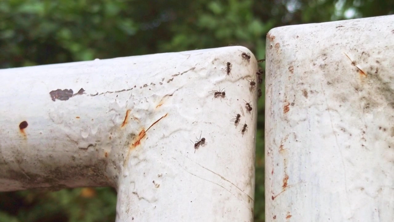 Formiche indaffarate che strisciano lungo un palo del cancello - filmato nelle Filippine.