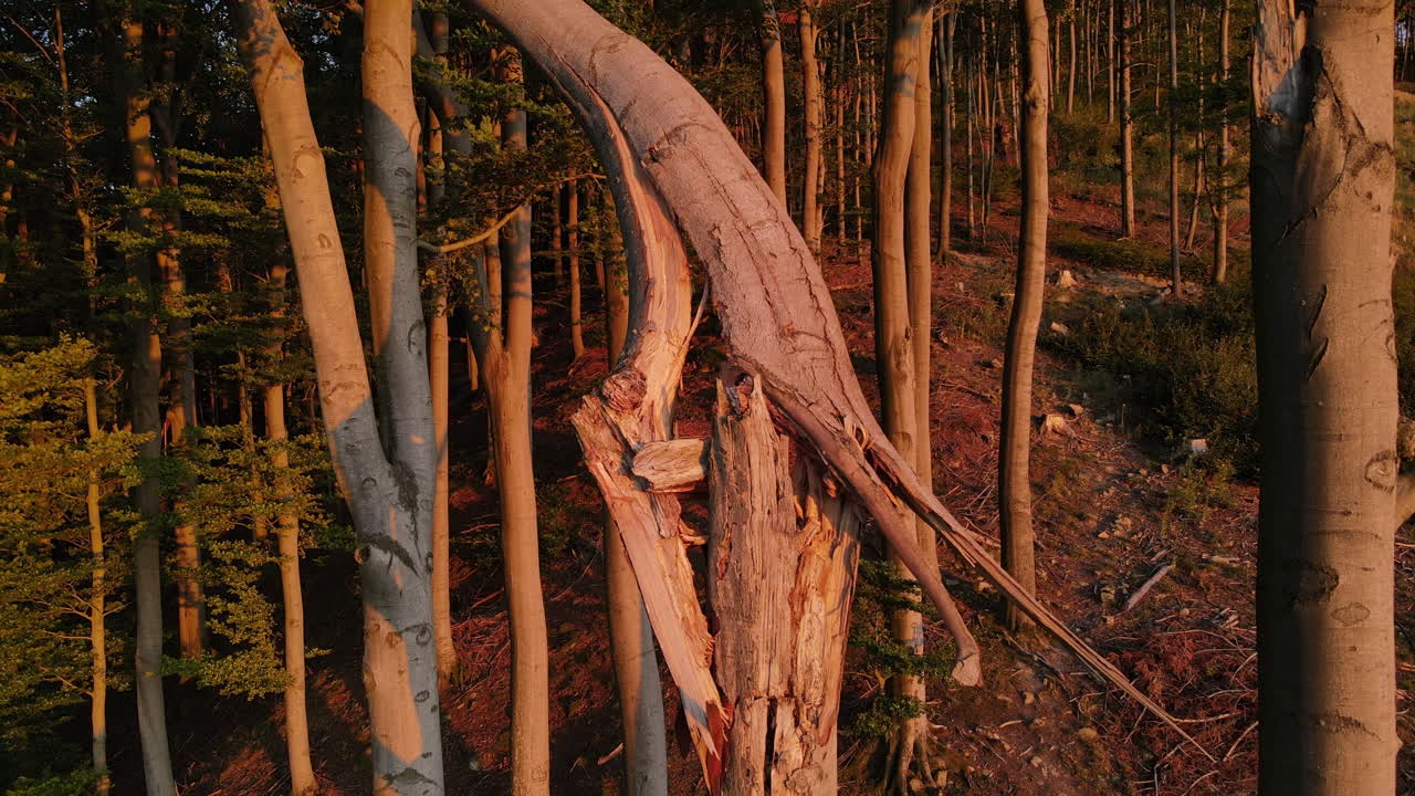 un sobrevuelo junto a un tronco de árbol agrietado que se encuentra en el borde de un bosque durante la puesta de sol