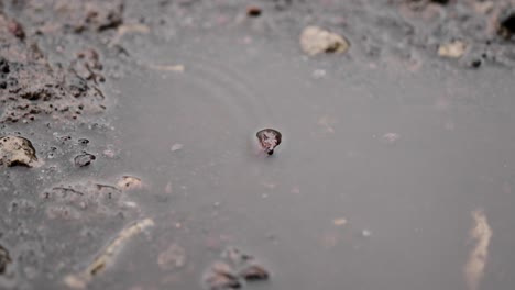 gotas de lluvia en un charco de primer plano