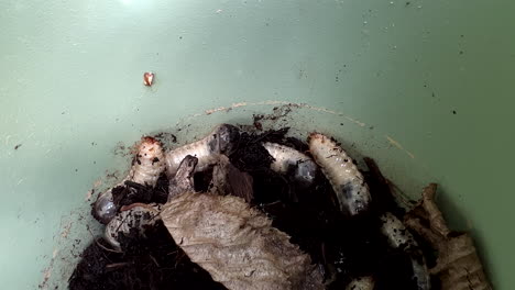 white maggots moving in an green bucket after collecting them from a raised bed