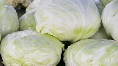 cabbages for sale at the free fair, panoramic plan