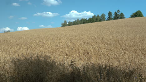 Panorámica-De-Derecha-A-Izquierda-A-Través-Del-Campo-De-Verano-De-Cultivos-De-Cebada-Y-Trigo