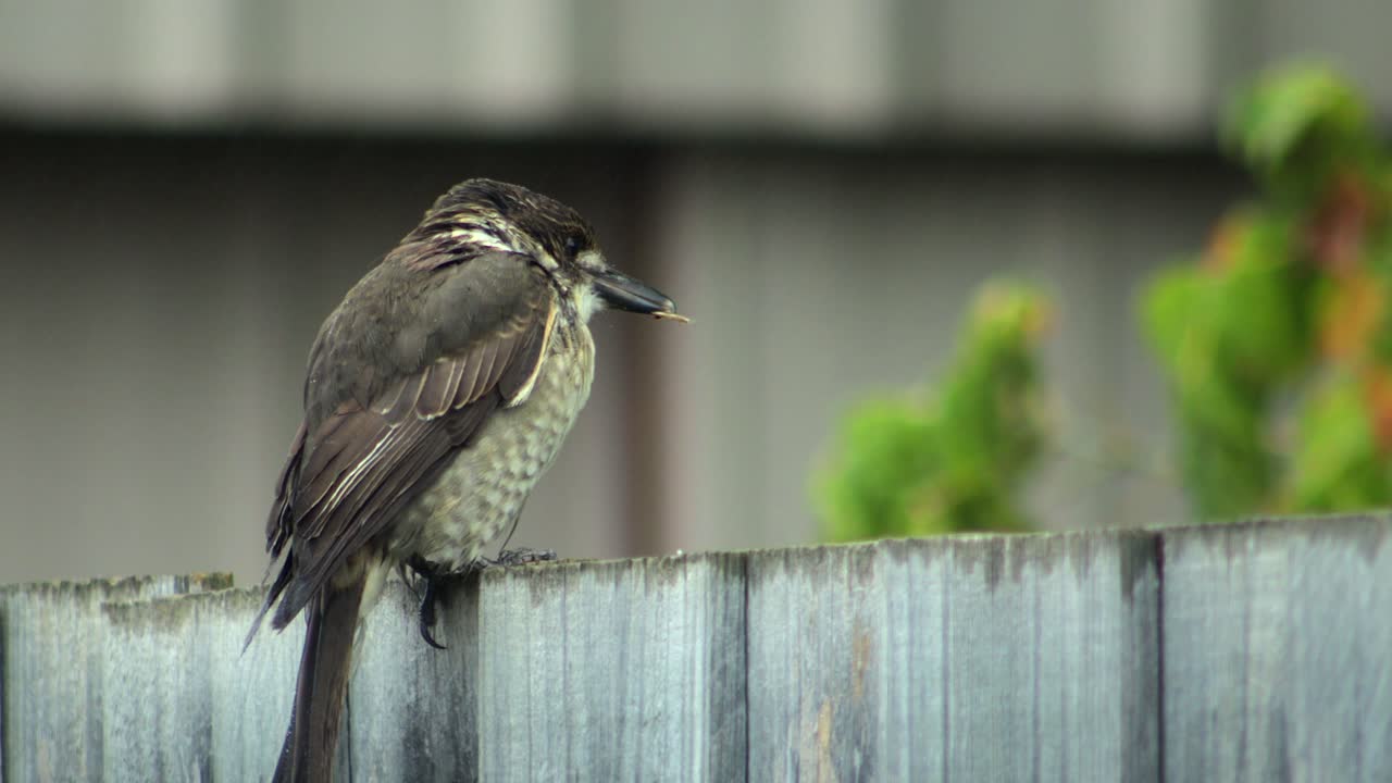 Wet Juvenile Butcherbird Tweeting Perched On Wooden Fence Then Flies Away, Daytime Maffra, Gippsland, Victoria, Australia