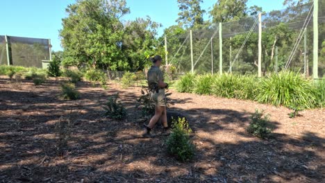 keeper walking wombat on leash at australia zoo