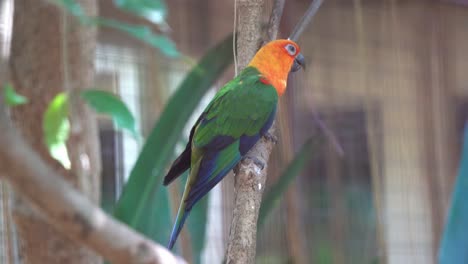 hermoso periquito jandaya conure, aratinga jandaya posado en el árbol con una apariencia vibrante y colorida, estirando su ala en un ambiente cerrado en el parque de vida silvestre del santuario de aves