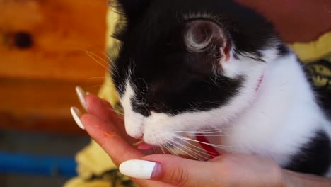 gato blanco y negro comiendo camarones de las manos de una chica, primer plano-1