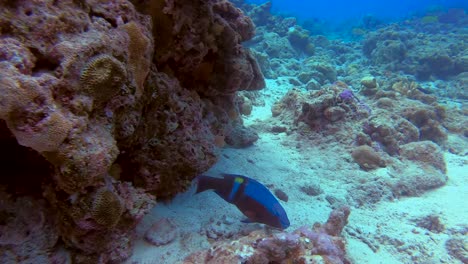 yellowbar parrotfish eating coral food and swimming in open sea