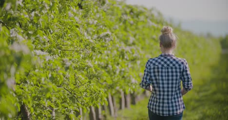 Female-Researcher-Using-Digital-Tablet-While-Examining-Fruit-Trees