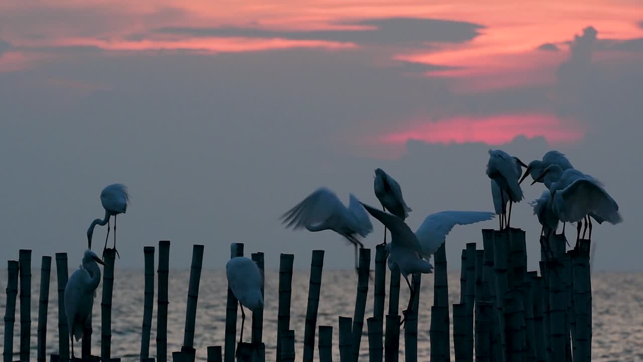 중대 백로, 일컬어 일반적인 백로 또는 큰 백로