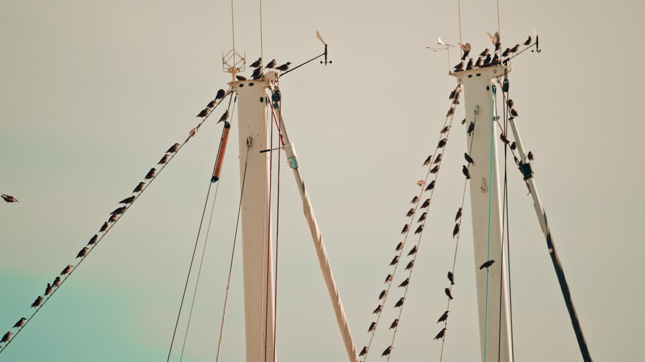 Birds perched on and flying around tall sailboat masts in a marina, with a pale sky and subtle movement in the background
