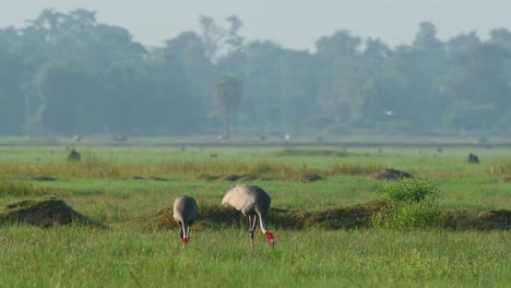sarus crane, antigone antigone