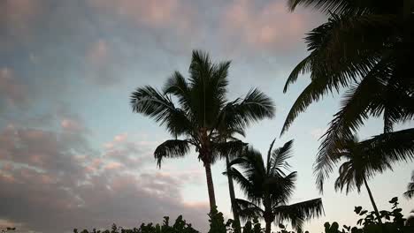 4k footage of south florida palm trees at sunrise
