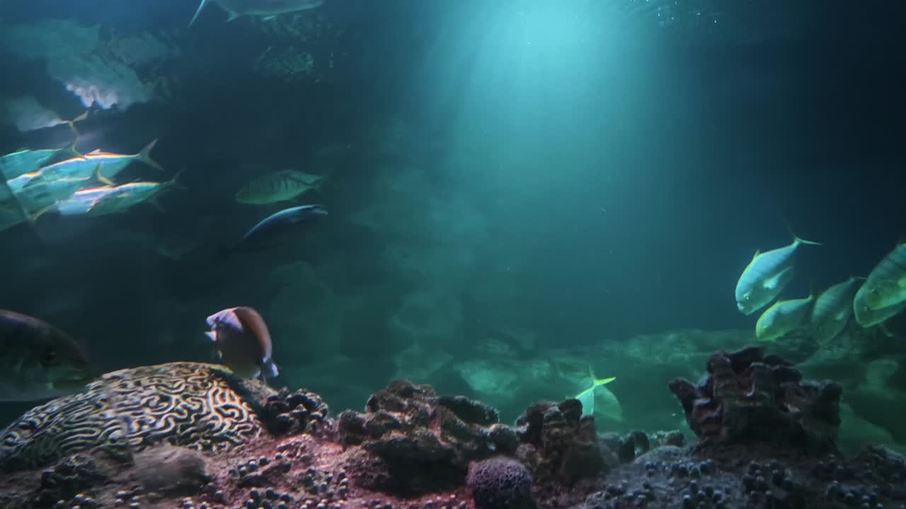 peces de acuario y arrecifes de coral