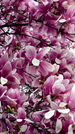 close-up of vibrant pink magnolia blossoms covering branches, creating a beautiful, dense floral display.
