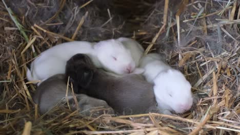 newborn bunnies huddled in a hay nest