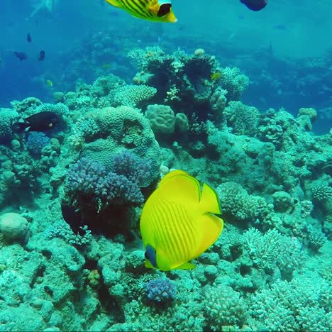 Ecosystem-Of-A-Coral-Reef-With-A-Lot-Of-Fish-Red-Sea-Anthias-1