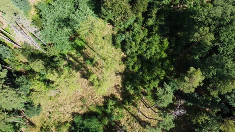 Flying over a mixed forest on a sunny day