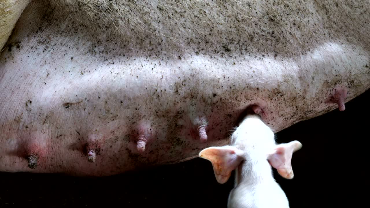 새끼 돼지, 농장 동물