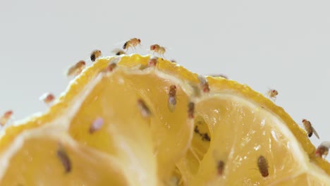 macro fruit flies crawling on rotting lemon fruit