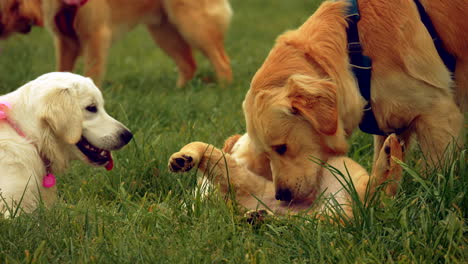 adult dogs play with golden retriever puppy on grass, slow motion