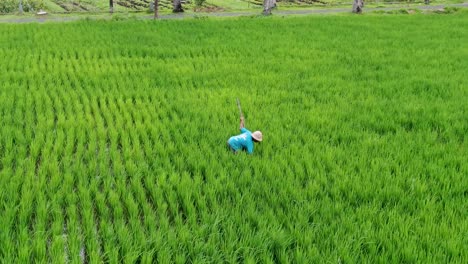 Persona-Que-Trabaja-Con-Herramienta-Manual-En-Campo-De-Arroz,-Vista-De-órbita-Aérea