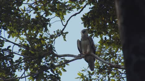 Águila-Arpía-Juvenil-Encaramado-En-Lo-Alto-De-Un-árbol-Con-Cielo-Azul-En-El-Fondo