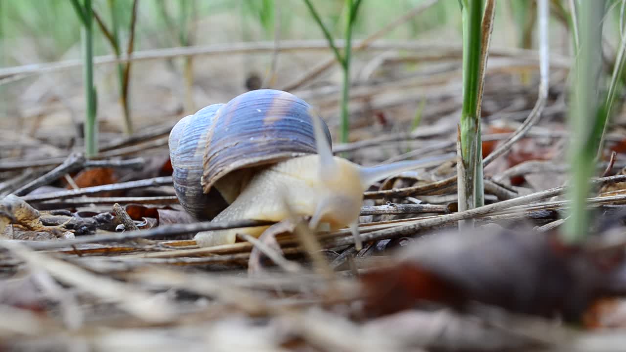 Snail in the garden on the grass. Shooting of a snail