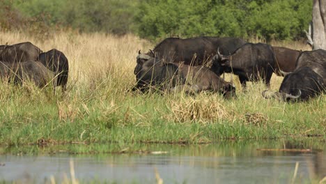 Clip-Recortado-De-Una-Manada-De-Búfalos-En-La-Orilla-Del-Río-Khwai-En-La-Reserva-De-Caza-De-Moremi,-Botswana